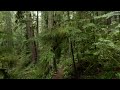 Lush Forest Virtual Hike through Cypress Creek trails in West Vancouver, BC Canada 4K