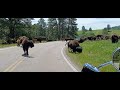 Stuck in the Middle at Custer State Park