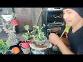 CARA Merangkai Bonsai .kemuning lebih tuaaaa.........