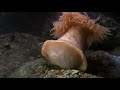 Cnidarians - Anemone Swims Away from Sea Star