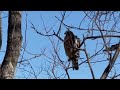 Red-shouldered Hawk very close up in the middle of the city of San Antonio, Texas January 2023