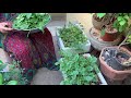 leafy vegetables harvest//ఆకుకూరలు //తోటకూర//చుక్కకూర//పాలకూర//కరివేపాకు