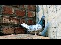 #pigeonlover