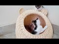 Three Kittens Love Playing in Their Nest