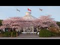 Beautiful cherry blossoms in full bloom (Vancouver, BC) | #HelloSpringCBC