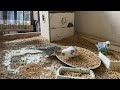 12 Minute Budgies Sounds, Budgies Feeding Time Relax ASMR HD 1080P 60FPS