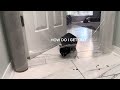 CATS VS INVISIBLE WALL #funny #animals #cat #pleasesubscribe
