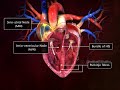 HCL Learning | Structure of the Human Heart