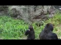 Kabibe, baby gorilla, San Francisco Zoo, Oct 10, 2014 #kabibe