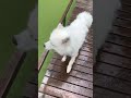 Confused Samoyed Dog Jumps Into Pond || Newsflare