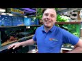 FISH EXPERTS TOP 5 BEGINNER FISH (bonus oddball!) | MD Fish Tanks