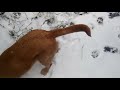 Snow ASMR with dogs - 100 seconds of taking a breath, for children ages 0-118