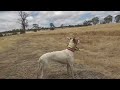 Wild Boar Hunting with dogs in Cape York & Western Australia (part 5)