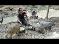 Wild boar gave birth immediately after being attacked by a large python, Cooking,  Vàng Hoa