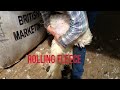 Sheep shearing 2016