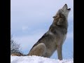 Wolf Howling Nature Sound - 늑대울음소리