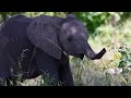 Unveiling the Surprising Secrets of Baby Elephants #babyelephants