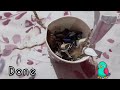 5 Easy Diy toys for Birds |Diy .