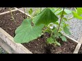 Important Tips for Tomato, Chili, Eggplant, Cucumber and Bottle gourd Plant Care