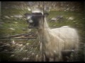 Screaming Goat VS Motley Crue - Kickstart My Goat