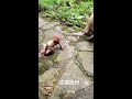 Baby monkey attacked