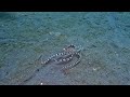 The Mimic Octopus ~ imitating lionfish & sea snake + swimming like a flatfish! Sulawesi, Indonesia