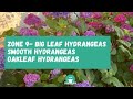 Don't Make These Hydrangea Planting Mistakes That You'll Regret | Hydrangea | Hydrangea Care