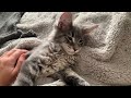Kitten’s First Day Home (Meet Our Maine Coon Kitten, Cody!)