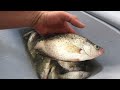 Crappie Fishing Smithville Lake