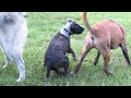 Boxer mix and Bull terrier puppy playing