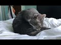 cat takes bath sped up