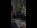 Greta the Giant Schnauzer: Tree Trance