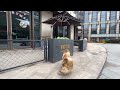 猫在街边宠物店外上海中山路鲁班路边cat pet stort shanghai