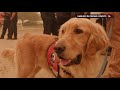 Live Rescue: Cute Dog Plays With Firefighters (Season 3) | A&E