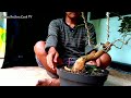 Bonsai Sisir Kaliage  ( Maclura chochinsinensis ) Wiring fase