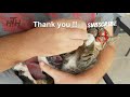 😍 CATS PURRING Videos 😍 Cat Purr Sound ASMR | CUTE