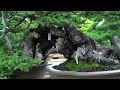 Masahiko Kimura's Bonsai garden