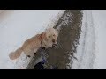 Dog Pulls On Leash Again After Getting a Treat? Try THIS!