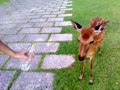 A deer demanded and drank a bottled water in Nara, 2014.