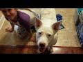 Husky Lab mix talks about trouble with the sit command.