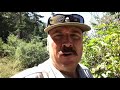 Mountain Survival, WILD Foods, Wild Elderberry Blue Elderberry, Sambucus caerculea GTAO Vlogs