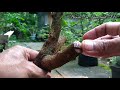 Make an IKADABUKI Bonsai from the wild , ILENG - ILENG  ( Phyllanthus reticulatus )