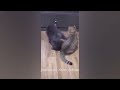 🐱 You Laugh You Lose Dogs And Cats 😹😻 Best Funny Cats Videos 😹