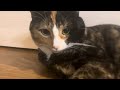 Bright-Eyed Calico vs. Crazy Cat Lady #animals #cat #cute #catlover #cutecat