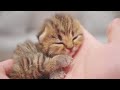 Cute Cats & Kittens ... Mom Cat And Her Kittens 11