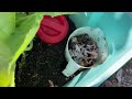 What Happened to MY Kitchen Scraps in Composting System Pitcher Compost in Place Container Gardening