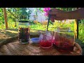 I harvest hibiscus flowers and make drinks and dishes _ a peaceful life with nature
