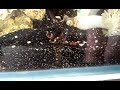 Scooter blenny blood worms