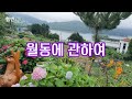 🔔 Tip of the day 🔔 수국 키우기 총정리 ㅡ 가지 치는 방법, 가지 치는 시기, 수국 키 낮추기, 깻잎 수국, 수국 일대기, 거름 주기