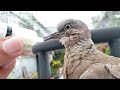 Wild Spotted Baby Dove Rescued, How to Care and Feed Baby Dove, Mother's Day Special #richscenic